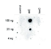 5-mC | 5-methylcystosine (monclonal, clone 33D3) in the group Antibodies Plant/Algal / DNA/RNA/Cell Cycle / Plant Epigenetics/DNA methylation at Agrisera AB (Antibodies for research) (AS16 3163)